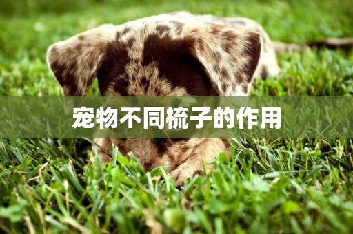 寵物不同梳子的作用