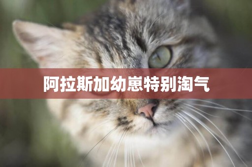 阿拉斯加幼崽特別淘氣