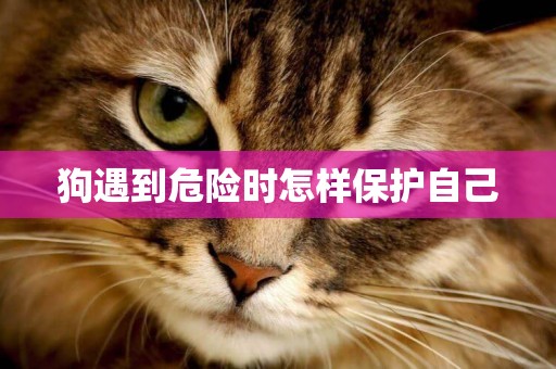 狗遇到危險時怎樣保護自己