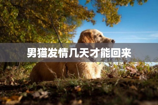 男貓發情幾天才能回來
