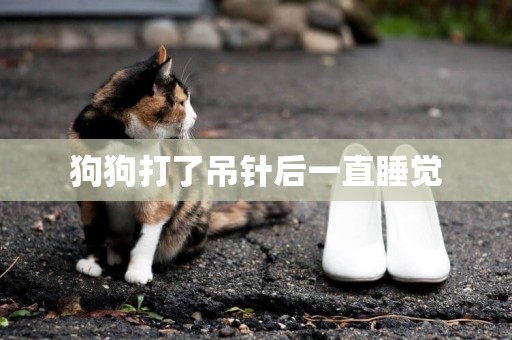 狗狗打了吊針后一直睡覺