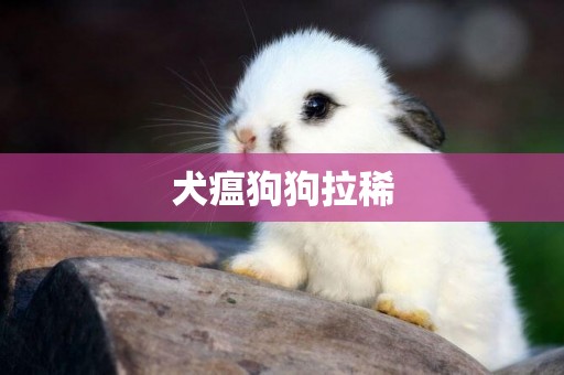 犬瘟狗狗拉稀