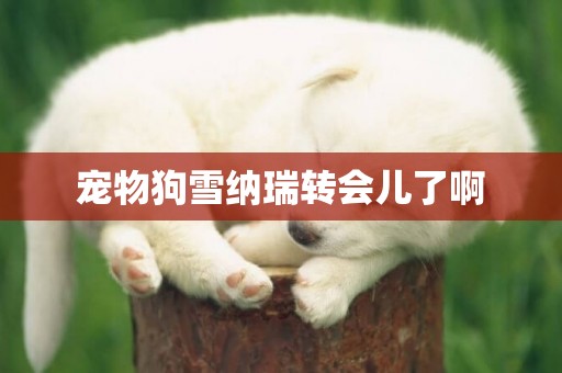 寵物狗雪納瑞轉會兒了啊