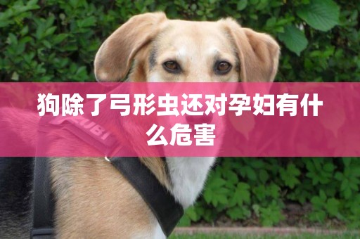 狗除了弓形蟲還對孕婦有什么危害