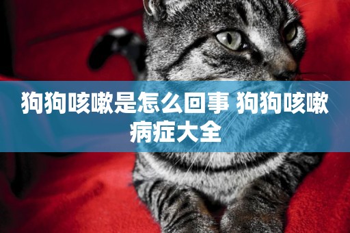 狗狗咳嗽是怎么回事 狗狗咳嗽病癥大全