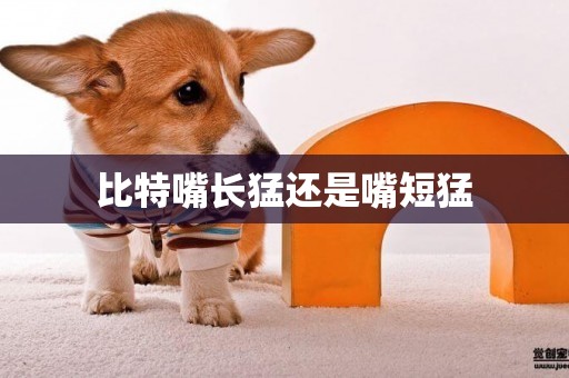 比特嘴長猛還是嘴短猛