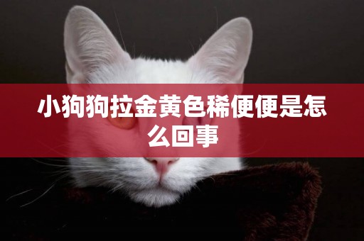 小狗狗拉金黃色稀便便是怎么回事