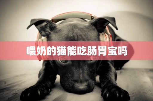 喂奶的貓能吃腸胃寶嗎