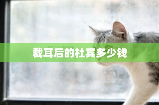 裁耳后的杜賓多少錢