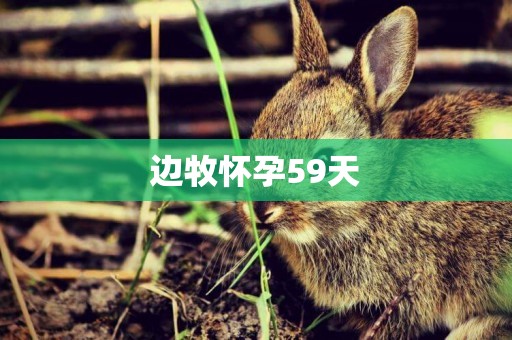 邊牧懷孕59天