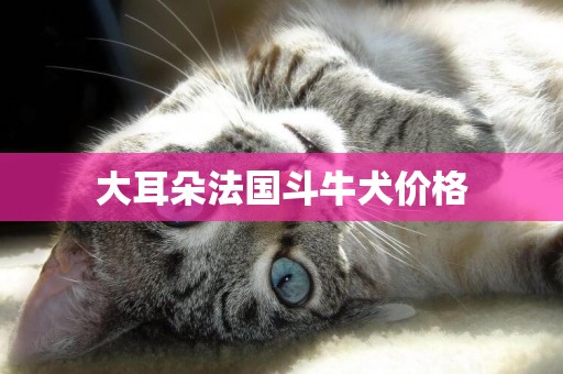 大耳朵法國斗牛犬價格