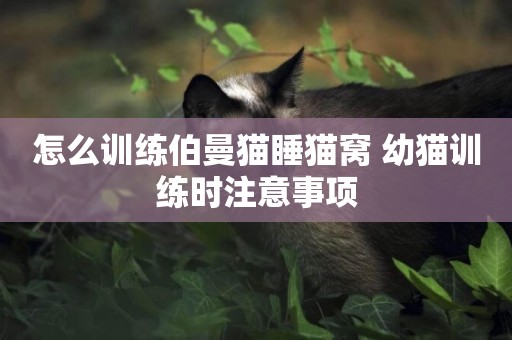 怎么訓練伯曼貓睡貓窩 幼貓訓練時注意事項