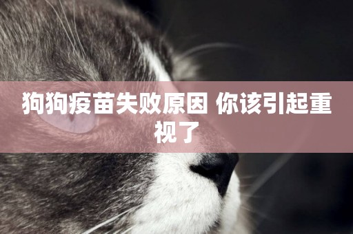狗狗疫苗失敗原因 你該引起重視了