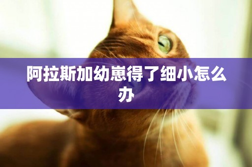 阿拉斯加幼崽得了細小怎么辦