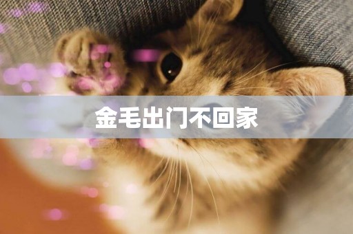 金毛出門不回家