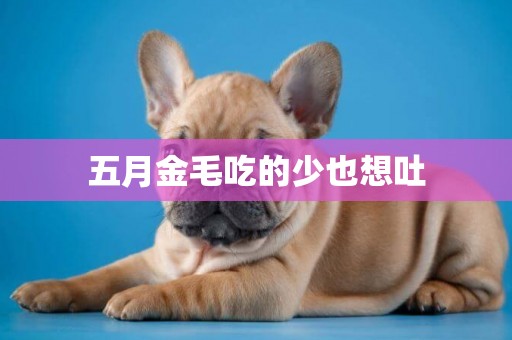 五月金毛吃的少也想吐