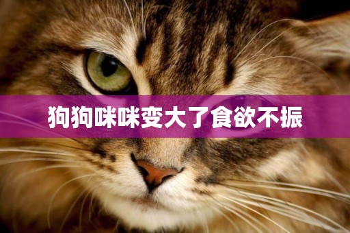 狗狗咪咪變大了食欲不振