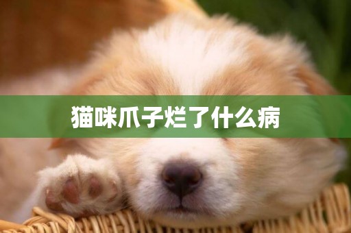 貓咪爪子爛了什么病