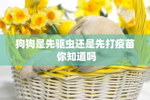 狗狗是先驅蟲還是先打疫苗 你知道嗎