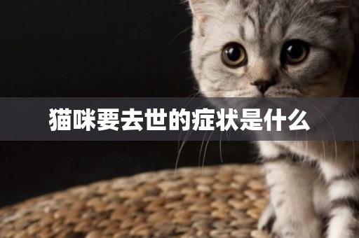 貓咪要去世的癥狀是什么