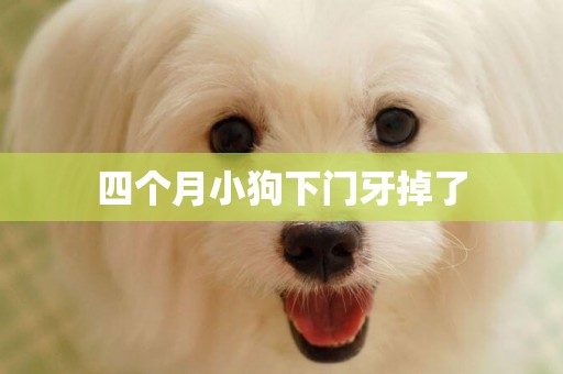 四個月小狗下門牙掉了