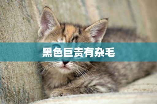 黑色巨貴有雜毛