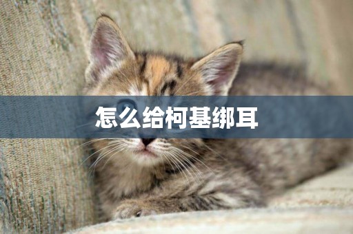 怎么給柯基綁耳