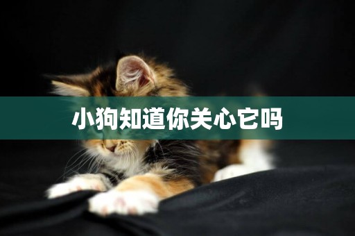 小狗知道你關心它嗎