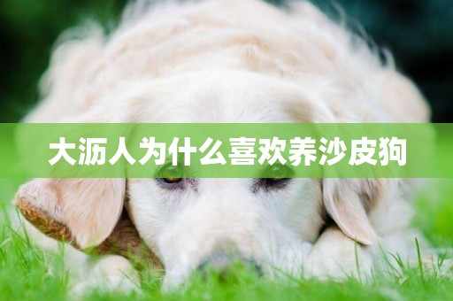大瀝人為什么喜歡養沙皮狗