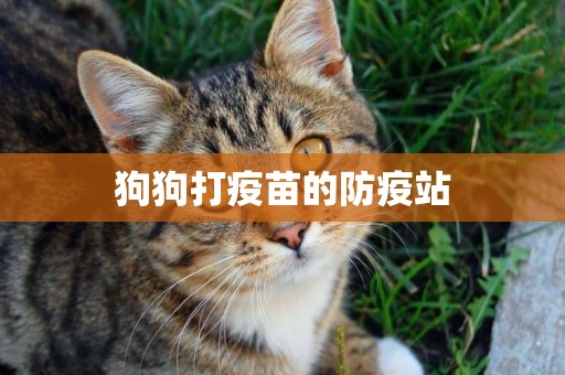 狗狗打疫苗的防疫站