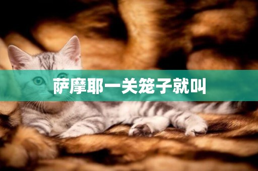 薩摩耶一關籠子就叫