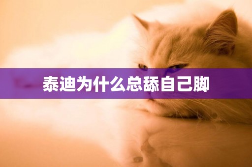 泰迪為什么總舔自己腳