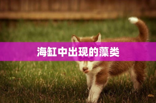 海缸中出現的藻類