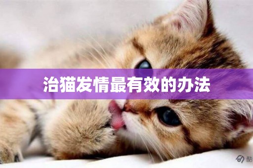 治貓發情最有效的辦法