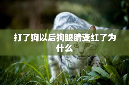 打了狗以后狗眼睛變紅了為什么