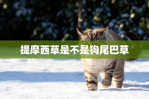 提摩西草是不是狗尾巴草