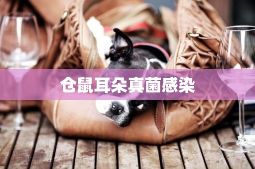 倉鼠耳朵真菌感染