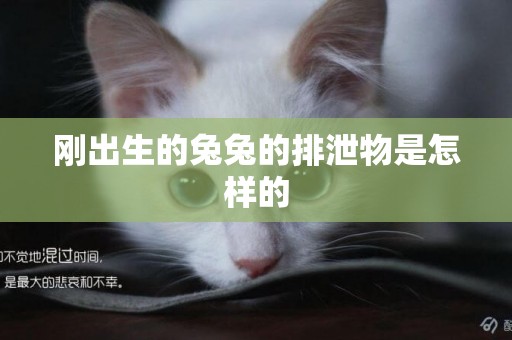 剛出生的兔兔的排泄物是怎樣的