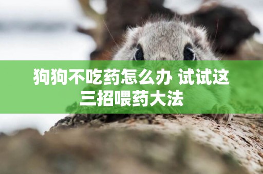 狗狗不吃藥怎么辦 試試這三招喂藥大法
