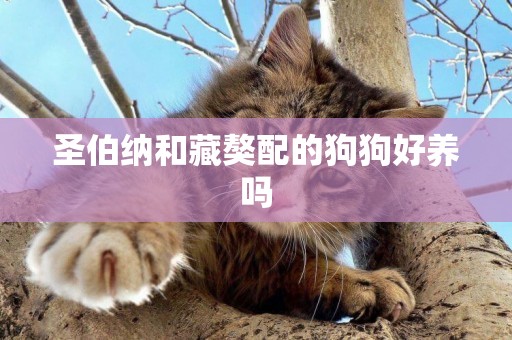 圣伯納和藏獒配的狗狗好養嗎