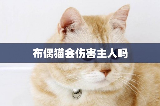 布偶貓會傷害主人嗎