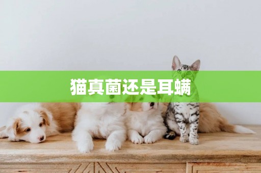 貓真菌還是耳螨