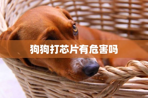 狗狗打芯片有危害嗎