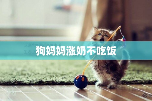 狗媽媽漲奶不吃飯