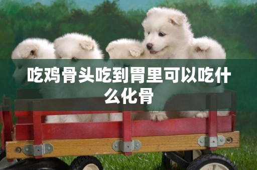 吃雞骨頭吃到胃里可以吃什么化骨