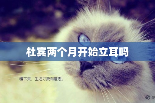 杜賓兩個月開始立耳嗎