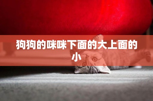 狗狗的咪咪下面的大上面的小