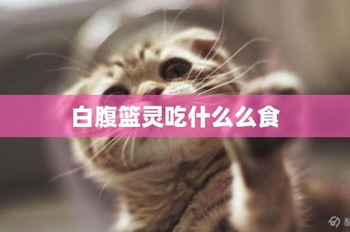 白腹籃靈吃什么么食