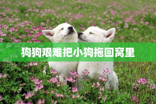 狗狗艱難把小狗拖回窩里