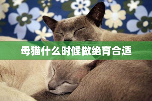 母貓什么時候做絕育合適